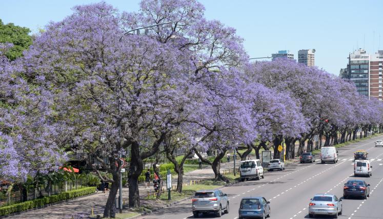 DIA DEL ARBOL